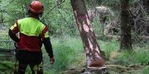 Felling & Processing Small Trees up to 380mm [10 > 12 & 28 June 2024]