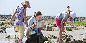 Rockpool rummaging (EDU FAMILY)