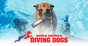 Dive into Regionals 2024 at DogMode