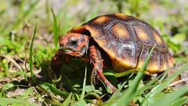 Lone Star Reptile Expo