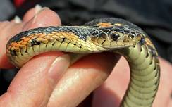 Snake Friendly Gardens:  Cultivating Habitat for Reptile Visitors