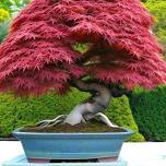 Gichigami Bonsai Guild Houghton County 