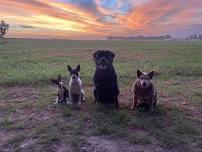 Group Puppy Class