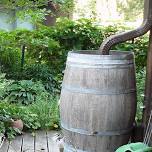 Rain Barrels 101