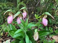 Boreal forest flower, plant, tree, wild edibles and waterfall hike