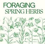 Foraging Spring Herbs