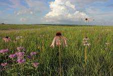 Spring Wildflower Walk with Jerod Huebner at Snowball Hill Prairie