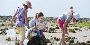 Rockpool rummaging (EDU FAMILY)