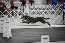 Weekend Pass Flyball Tournament