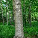 Forest Bathing with Beth Rennig at the Mountain top Arboretum