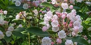 Mountain Laurels at their peak at Elizabeth Furnace!