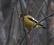 Great Adirondack Birding Celebration