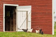 Free Chicken Wrangling Workshop