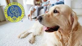 Canine Good Citizen Class 2