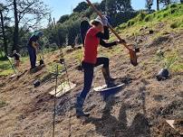 Saxton Road Gully Wetland Planting