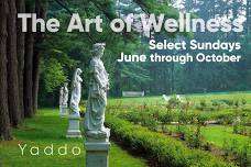 The Art of Wellness