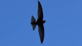 Llanberis swifts