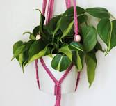 Hands on History: Plant hanging macrame fun with Mossy Island Creations