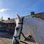 Flatwork with Helen Griffiths