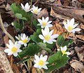 Spring Wildflower Walk — Park-McCullough Historic Governor’s Mansion