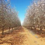 Mallee Almond Blossom Festival