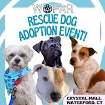 Meet The Rescue Dogs!