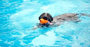 Pooches Pool Party 2024