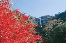 Gifu Castle autumn leaves when 2024