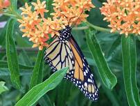 Learn About Native Plants in South Kingstown