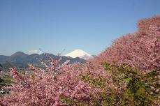 Matsuda Cherry Blossom Festival