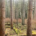 Guided Forest Healing Walk