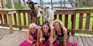 Goat Yoga Tampa lakeside   In the Loop Brewing in Land O Lakes  5 19 24,