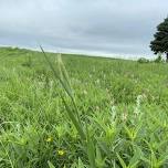 Cuming City Prairie Walk