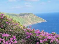 Exmoor Coast Rhododendrons Walk & Open Top Bus Loop