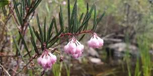 Mowry Beach Plant Walk