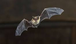 BAT NIGHT AT GAZEN SALTS