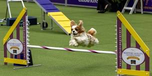 Westminster Kennel Club Dog Agility Trails!  :)