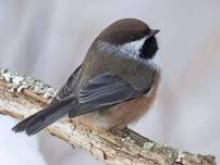 Birding for Connection in Spruce/Fir Habitat