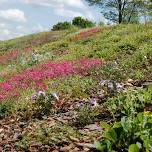 April Habitat Garden Group: Plants and Mild Erosion