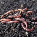 Fundamentals of Worm Farming Training