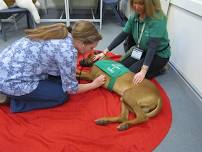 Wishaw, N. Lanarkshire K9 1st Aid Workshop