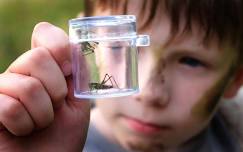 Bugs in Nature; school-age event