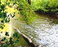 Oneonta Susquehanna Greenway Bird Walk