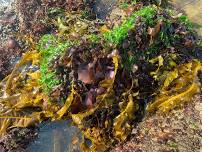 Seaweed Foraging