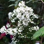 Cambridge Street Reserve - working bee  — Australian Plants Society Tasmania inc