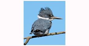 The Belted Kingfisher by GLLT Docent, Bonny Boatman — Greater Lovell Land Trust