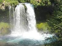 Hike the Waterfall Loop at Mckenzie River and have lunch ( dog friendly )