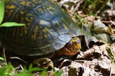 Box Turtle Preservation