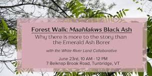 Forest Walk: Maahlakws Black Ash