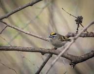 Young Adult Birding - Indian Fishery